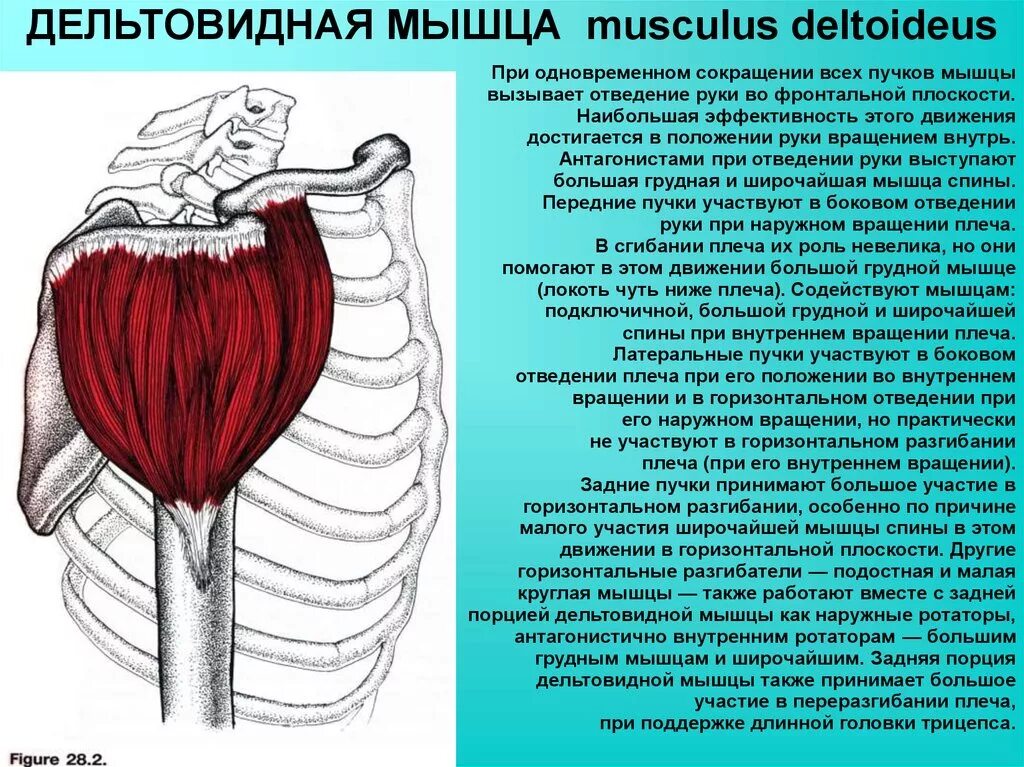 Дельтовидная функции
