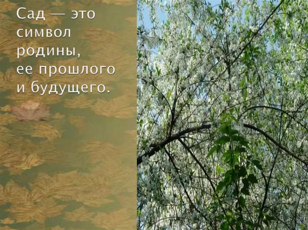 Вишневый сад символ россии. Родина вишневый сад. Образ вишневого сада символ Родины. Вишневый сад это символ Родины ее прошлого настоящего и будущего в. Вишневый сад тема Родины.