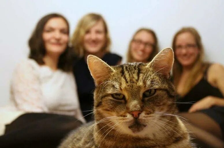 Котеешная 1 котики и люди. Кафе котофейня с котиками москва. 1 котики и люди. 1 котики и люди. Кафе котофейня с котиками москва.