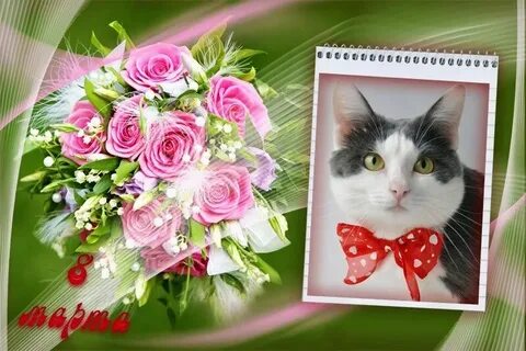 Открытка на 8 с котиком