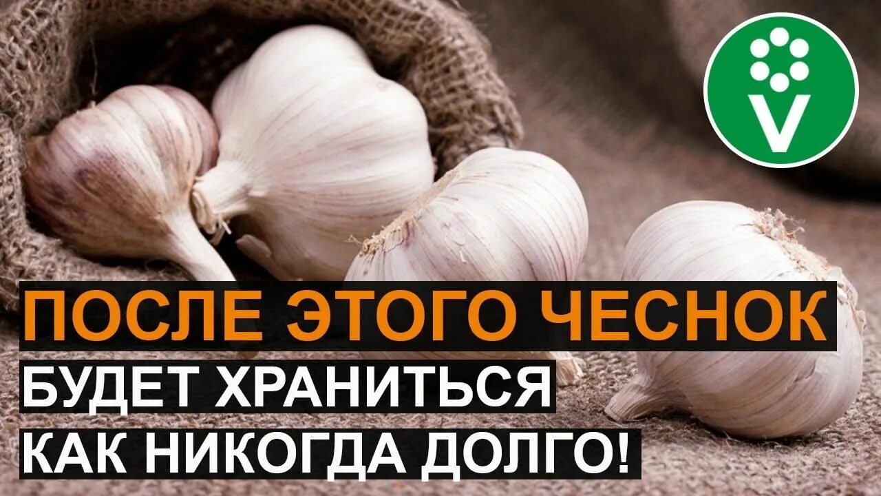 Как надолго сохранить чеснок. Хранение чеснока. чеснок в горшке. как сохранить чеснок до весны. чеснок на балконе.