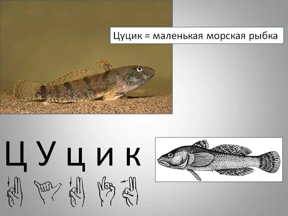 Бычки рыба семейство. Бычок хрусталик бычок буцик. Цуцик значение слова. Каспийский бычок-цуцик. Рыба бычок цуцик фото и описанием.