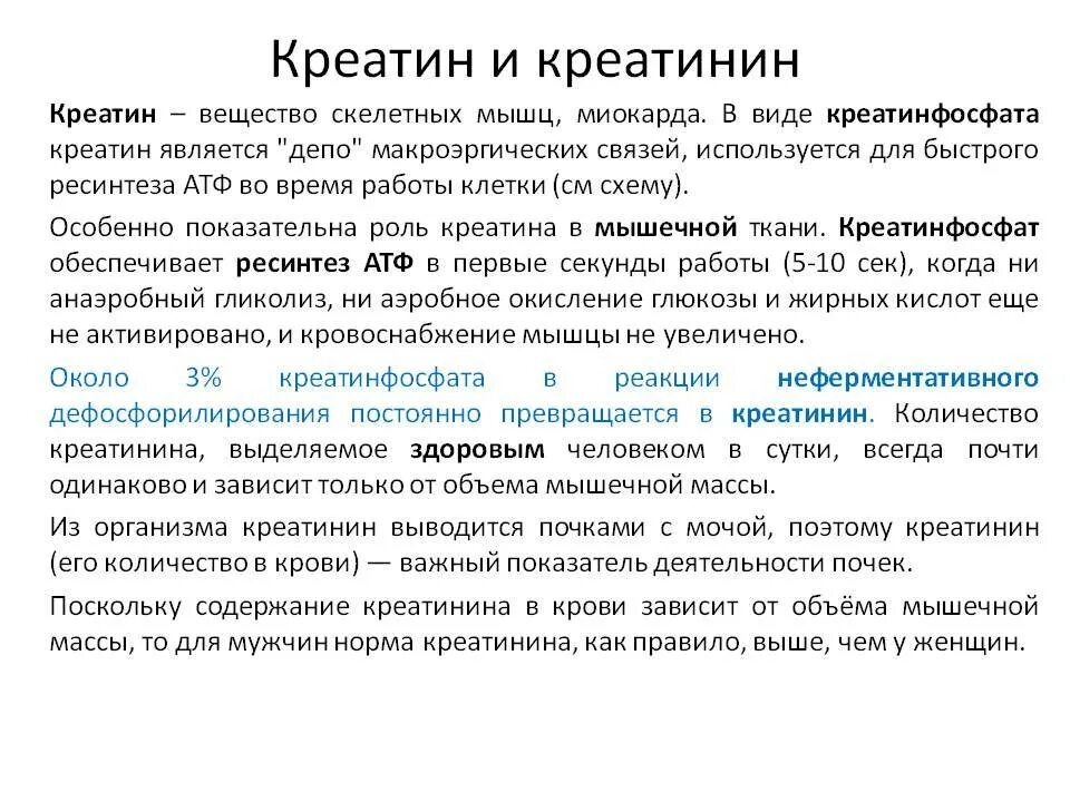 Креатинин печень. Функции креатина креатинфосфата и креатинина. Креатин биохимия функция. Функции креатинина. Креатин и креатинин функции.