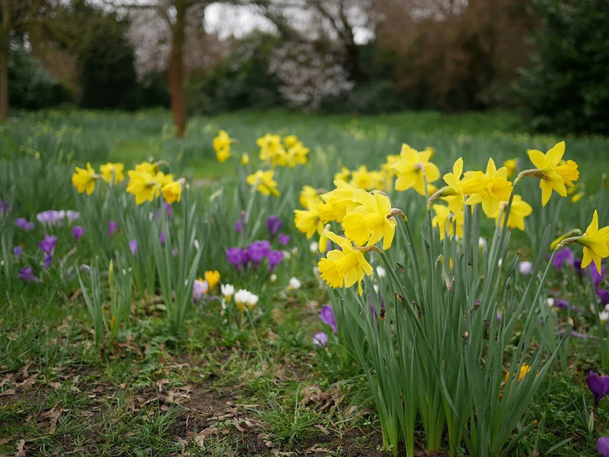 Тюльпаны с ирисами и нарциссами. Тюльпаны примулы нарциссы. Рабатка из тюльпанов и нарциссов. Тюльпаны в миксбордере. Нарцисс техас.