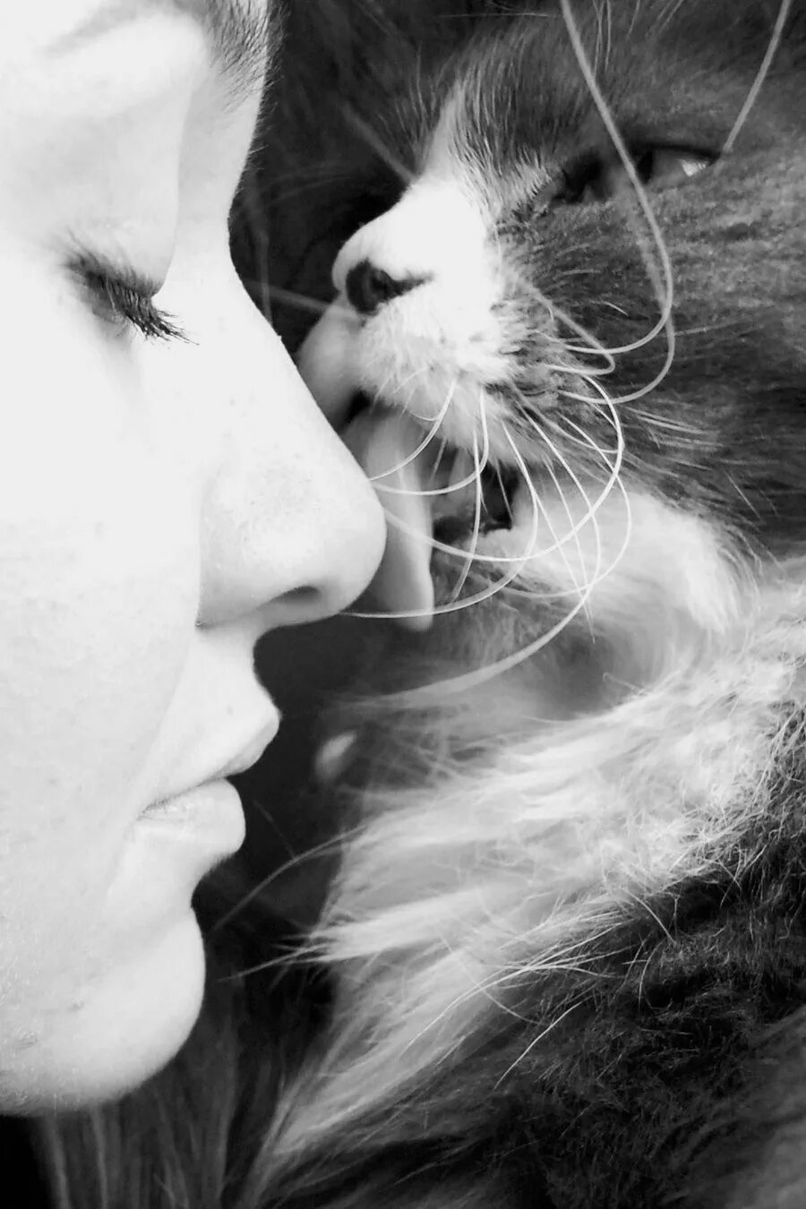 Девушка котик картинки. Девушка кошка. девушка обнимает кота. девушка обгимаетткота. девушка целует кота.