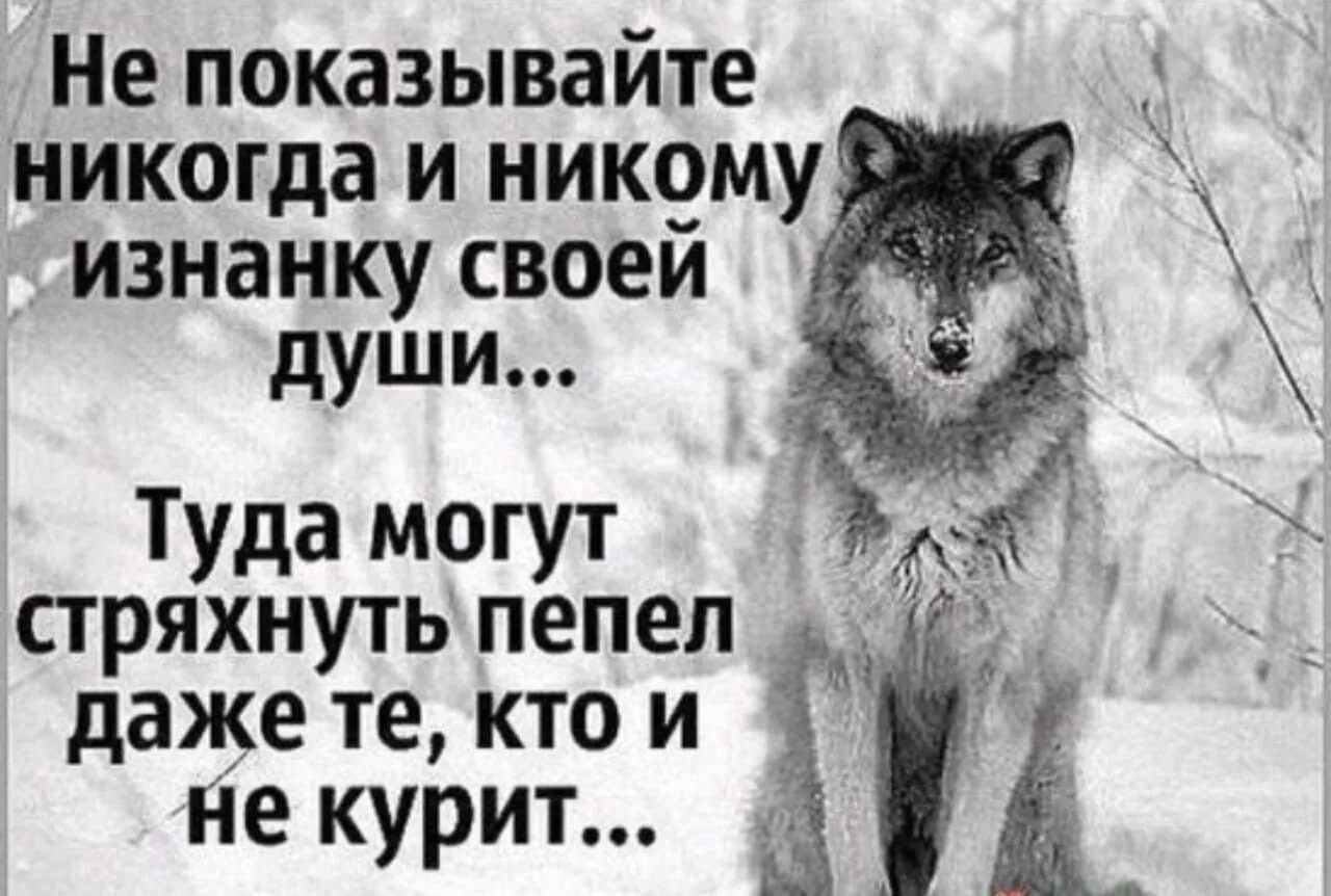 Я никому никогда не скажу. Цитаты волка. Цитаты одиноких Волков. Волки цитаты в картинках. Цитаты про Волков и людей.