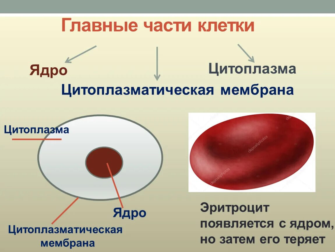 Цитоплазма эритроцитов человека