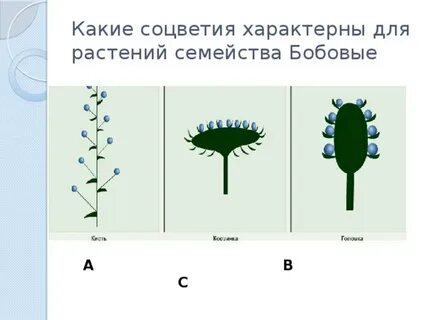 Бобовые соцветия