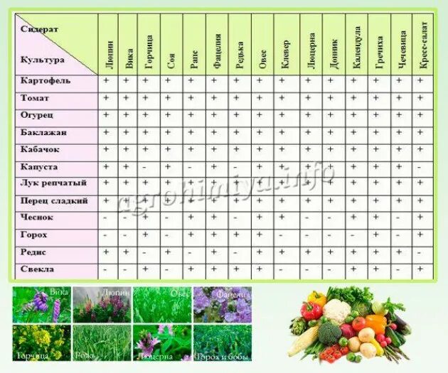 Таблица севооборота овощных культур и сидератов. Сроки посева сидератов таблица. Таблица посадки огородных растений севооборот. Севооборот сидератов таблица. Когда сажать сидераты