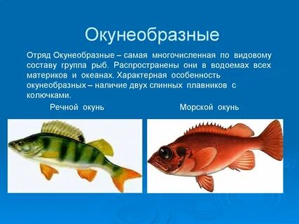 К какому продукту относится рыба