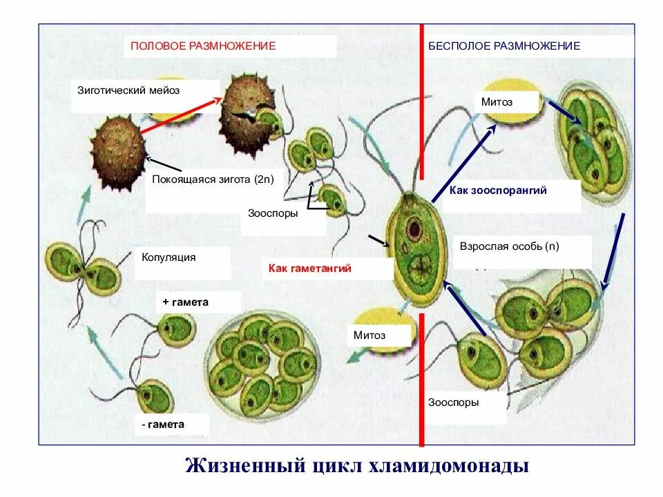 Гаметофит зеленых водорослей чем представлен. Размножение водорослей хламидомонада. Цикл развития водоросли хламидомонады. Цикл развития водорослей схема. Жизненный цикл хламидомонады бесполое.