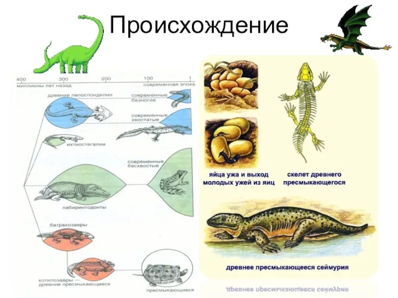 Проверочная по биологии пресмыкающиеся. Происхождение пресмыкающихся биология. Происхождение рептилий схема. Пресмыкающиеся Эволюция. Эволюция рептилий схема.