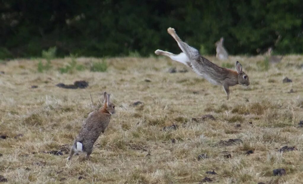 Заяц Русак бежит. Заяц убегает. Зайчик бежит. Заяц в прыжке.