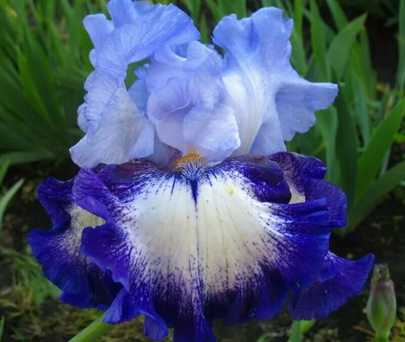 цветок ирис бородатый. планета ирис существует. ирис блю флирт. ирис новый русский. ирис бородатый - iris barbatula.
