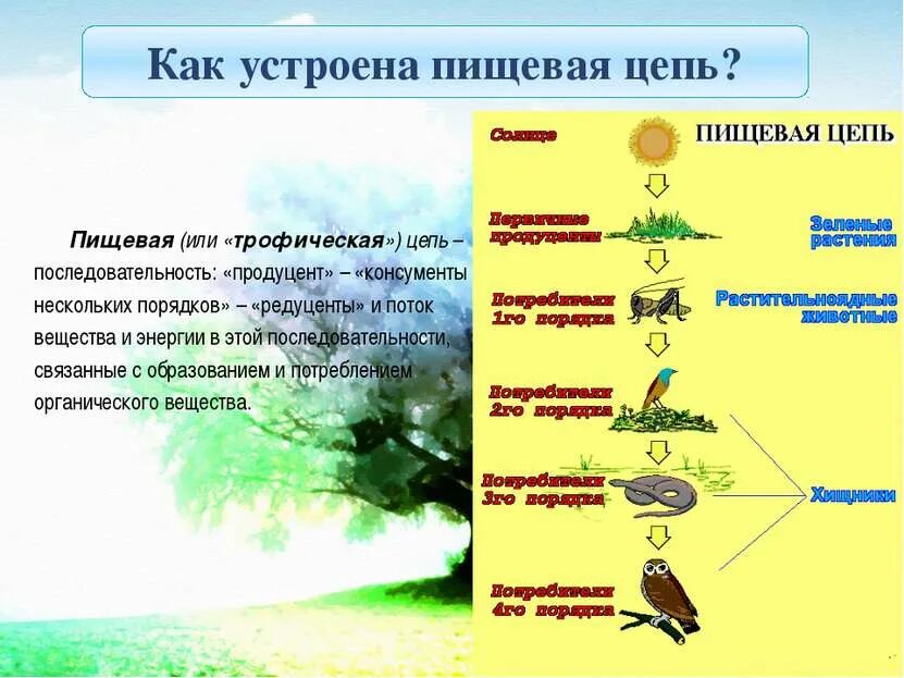 Экологическая цепь питания продуценты консументы. Цепь питания из 4 звеньев редуценты продуценты консументы. Схема пищевой цепи консументы редуценты. Пищевая цепь продуценты консументы редуценты примеры.