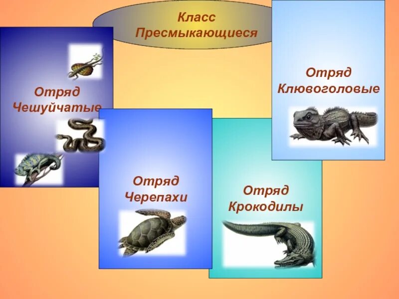 Перечислить отряды пресмыкающиеся. Отряды пресмыкающихся Клювоголовые. Класс пресмыкающиеся. Класс пресмыкающиеся отряды. Особенности отрядов рептилий.