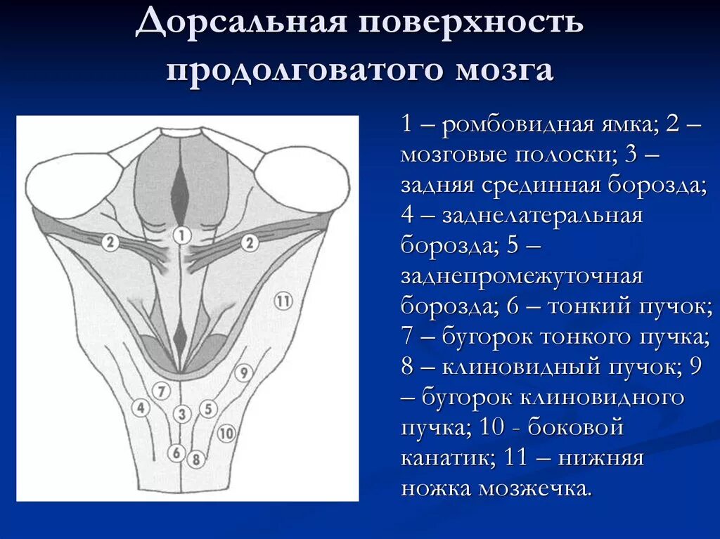 Строение вентральной поверхности продолговатого мозга. Продолговатый мозг дорсальная поверхность строение. Ромбовидная ямка продолговатого мозга анатомия. Дорсальная поверхность продолговатого мозга.