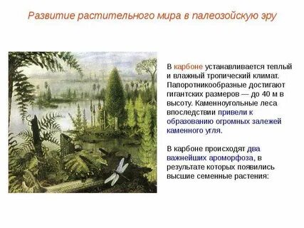 Палеозойская эра растительный мир