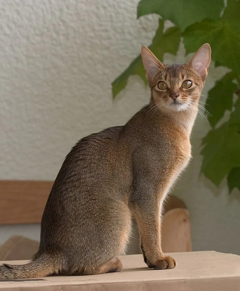 #aby #abysinian #abysiniancat #аби #абиссинская #абиссинскаякошка #кошки #котики
