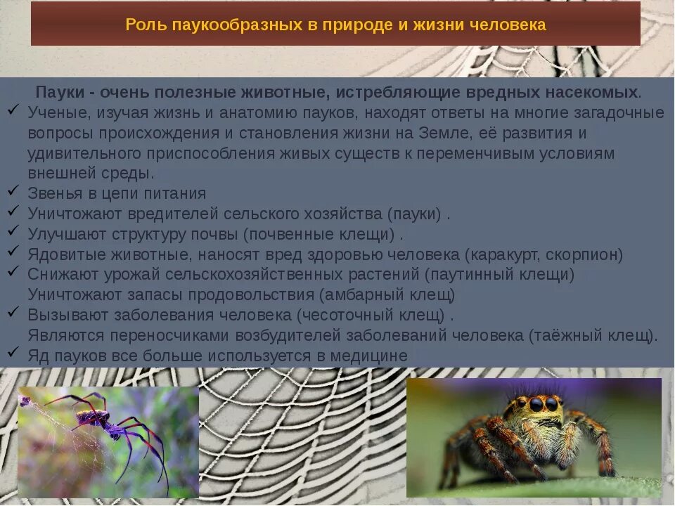 Паукообразные функции