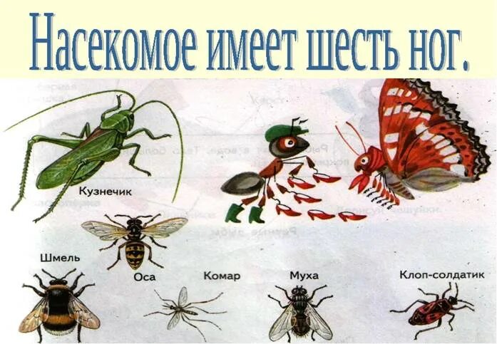 Насекомые урок 1 классе. Окружающий мир тема насекомые. Насекомые презентация для детей. Насекомые 1 класс окружающий мир. Окружающий мир насекомые для дошкольников.