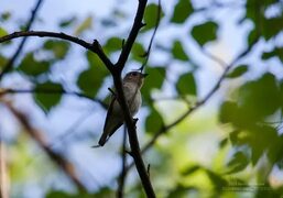 Ширококлювая мухоловка (Muscicapa dauurica). Птицы Дальнего Востока России.