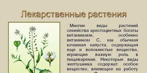 Лекарственные растения в жизни человека