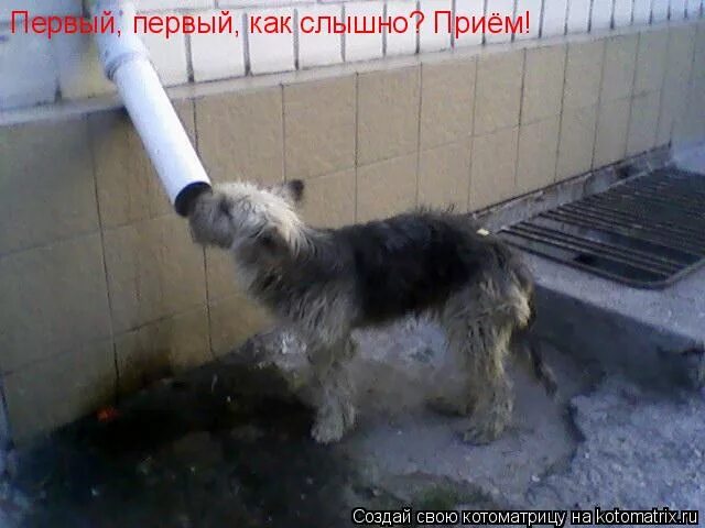 первый первый меня слышно. в ожидании ребенка цитаты. первый первый я второй мем. кошка ловит мух. приём приём как слышно фильм.