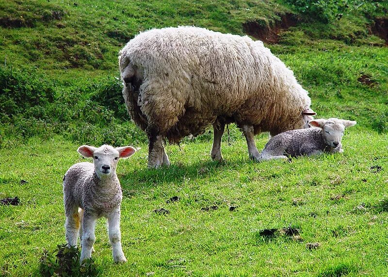 Сайт wool lamb. Wool. virgin wool from lamb.