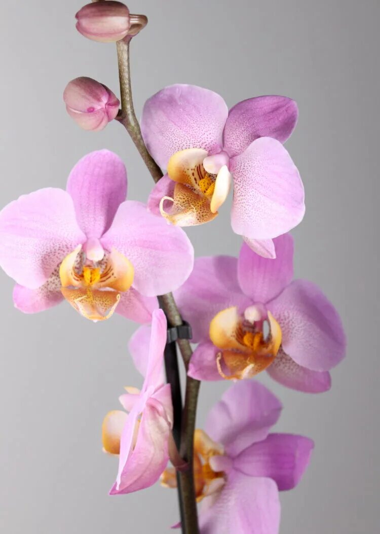 Орхидеи желто розовые. Орхидея фаленопсис. Фаленопсис (Phalaenopsis) – Орхидея. Фаленопсис Юкка Орхидея. Орхидея фаленопсис Претория.