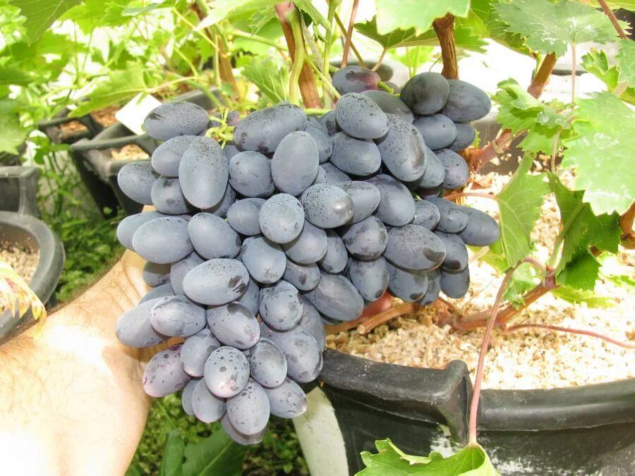 Самые вкусные сорта винограда Виноград VM Дзен