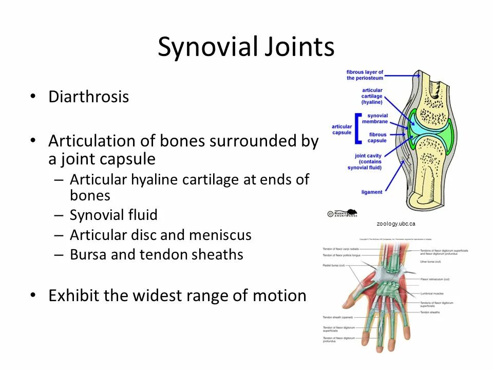 Join main. Synovial. Diarthrosis латынь\. Synovial Sheath Bursa. Elements of the diarthrosis (synovial Joint).