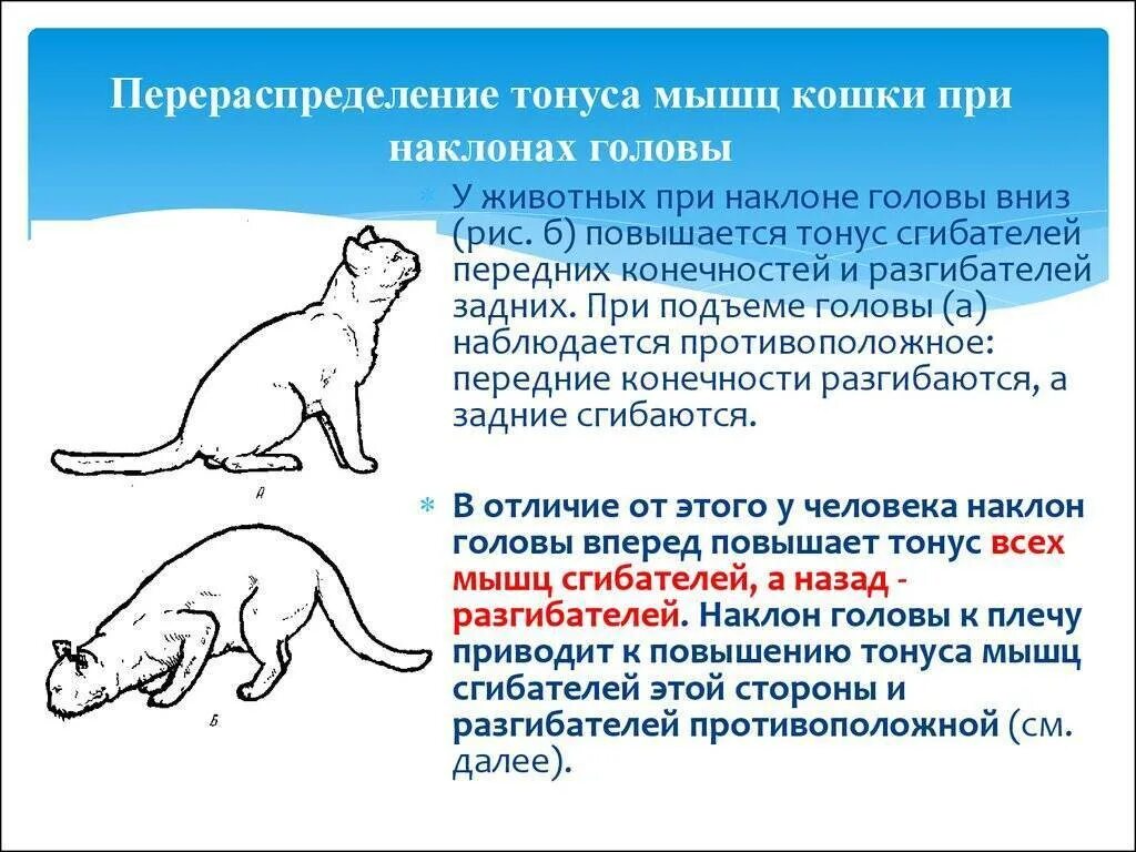 Кошка затрудненное дыхание. Кошка дышит. Кошачьи позы. Нормальное дыхание у кошки в минуту. Кошка затрудненное дыхание.