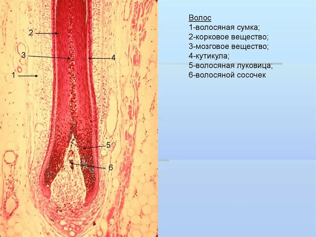Сальная железа препарат гистология. Волосяная соединительнотканная сумка гистология. Гистологическое строение волосяного фолликула.