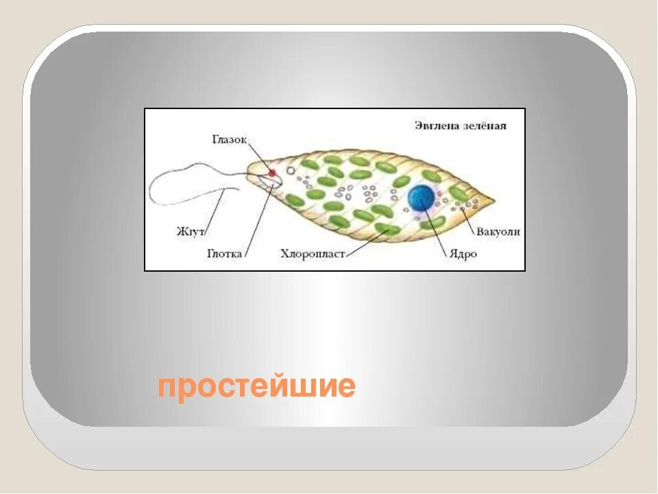 Хлоропласты жгутики. Мембрана у эвглены зеленой. Эвглена зеленая пластиды. Эвглена зеленая одноклеточное. Светочувствительный глазок у зелёной эвглены.