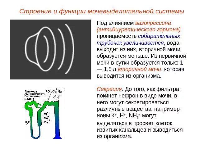 Строение и функции мочевыделительной системы тест. Проницаемость собирательных трубочек это. Проницаемость собирательных трубочек для воды регулируется. Собирательная трубочка проницаема для воды. На проницаемость собирательных трубок для воды влияет фермент.