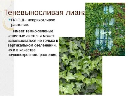 Откуда к нам попали плющ
