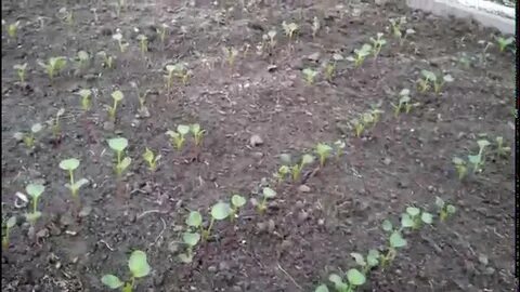 Редиска в теплице весной