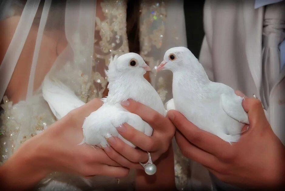 Голубки на свадьбу. Свадьба белые голуби. Голубки на свадьбу. Белые голуби свадебные. Свадьба белые голуби.