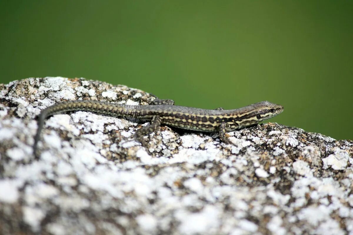 Прыткая ящерица lacerta agilis. Ящерица кавказская. Прыткая ящерица хмао. Ящерица обыкновенная прыткая. Ящерица степная обыкновенная.