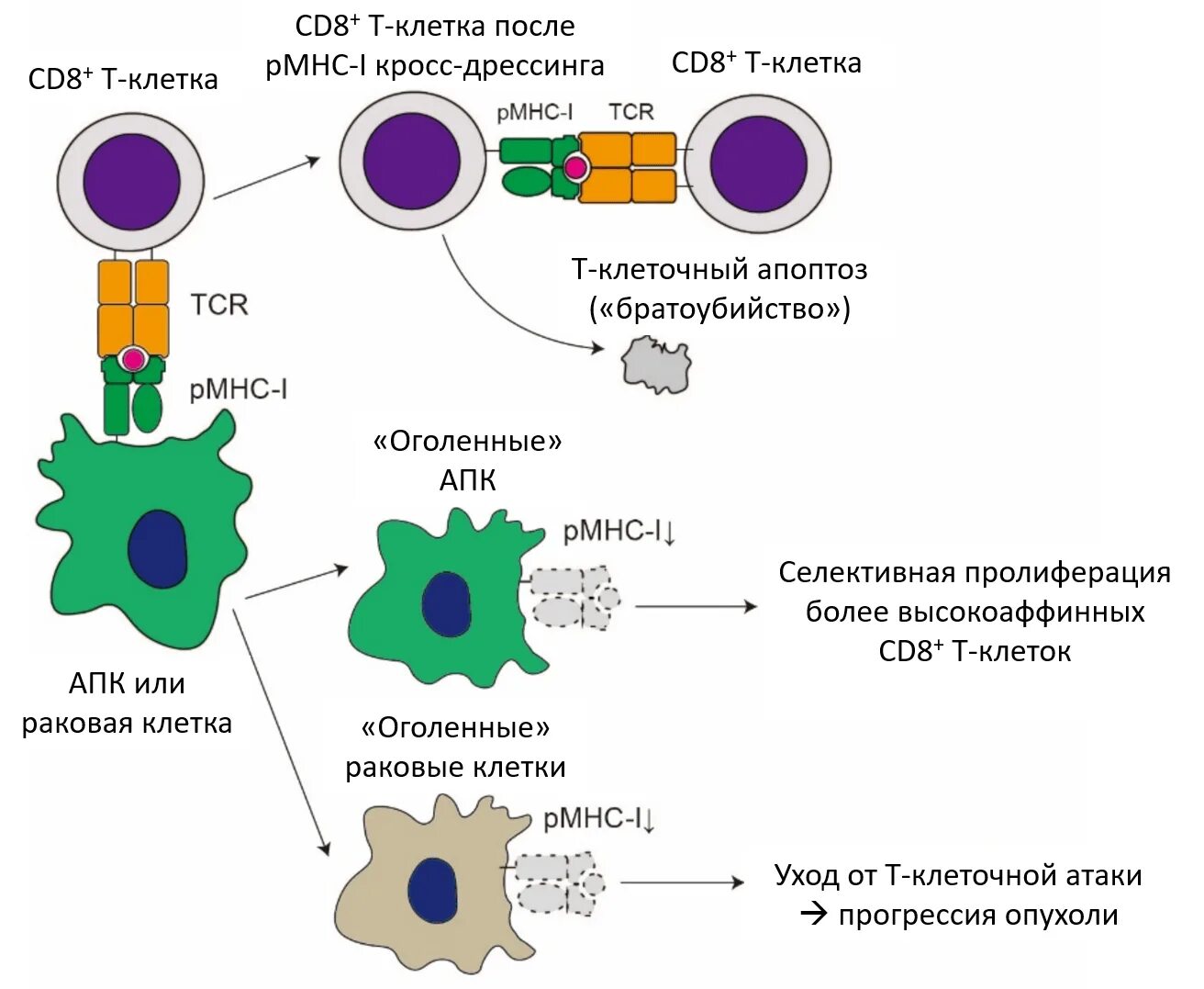 Cd8+ t клетки. Эффекторные клетки т лимфоцитов. Эффекторные т клетки