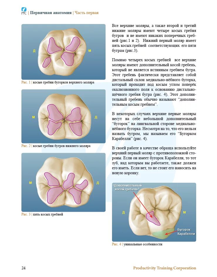 анатомия для зубных техников. атлас зубов для зубного техника. анатомия зубов для стоматологов. анатомия зубов для зубных техников атлас. фронтальные зубы анатомия.