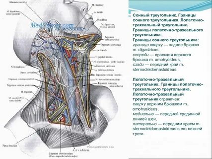 Органы шеи