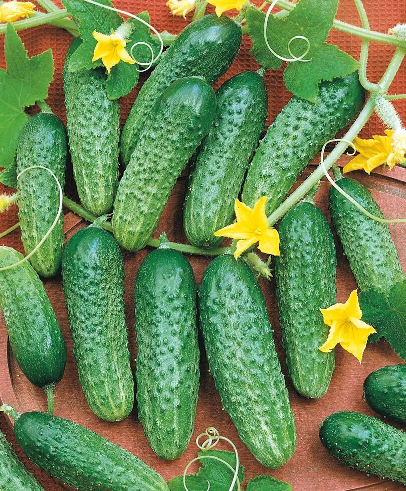 Огурец лилипут f1. Огурец рубинштейн f1. Огурец конни f1. Огурец партенокарпический фулл хаус f1. Огурцы сорт вязниковский 37.