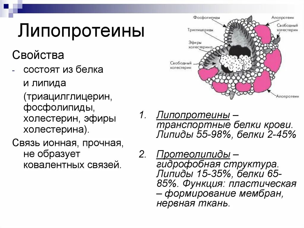 Белки входят в состав ядер. Липопротеины. Строение липопротеинов. Структура липопротеинов. Липопротеины состоят из.