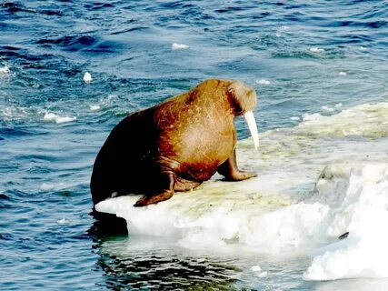 Морж водное
