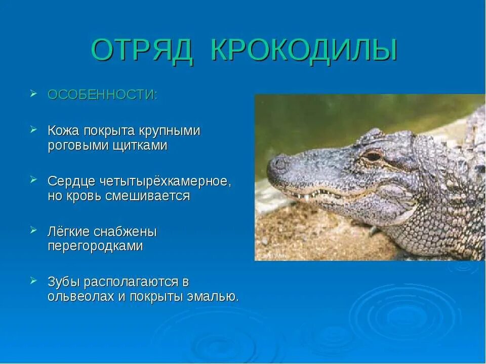 Внешний покров рептилий. Отряд пресмыкающиеся отряд крокодилы. Класс пресмыкающиеся отряд крокодилы представители. Характеристика отряда крокодилов. Пресмыкающиеся крокодил.