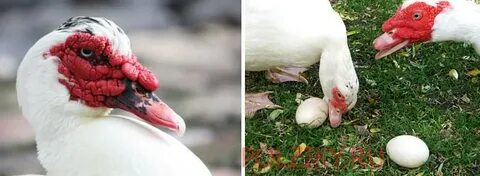 Сколько сидят на яйцах утки шипуны дней