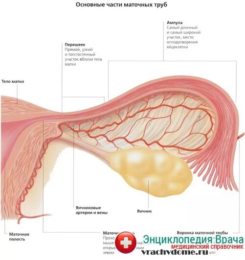 Строение стенки маточной трубы. Маточные трубы строение. Отделы маточной трубы схема. Маточные трубы расположение. Части маточной трубы маточная часть.