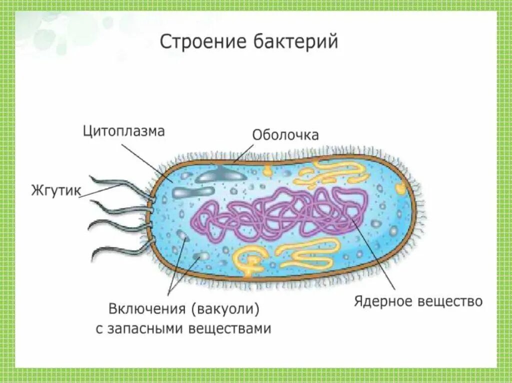 Пару бактерий